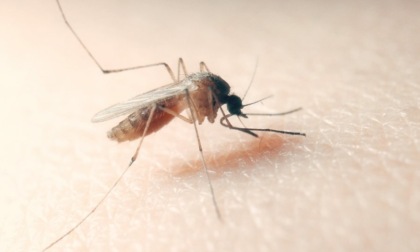 Casi sospetti di virus Chikungunya e West Nile a Rapallo: esito negativo