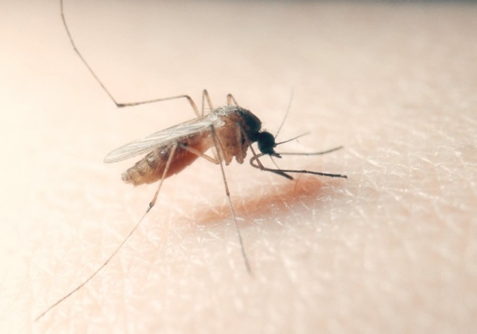 Casi sospetti di virus Chikungunya e West Nile a Rapallo: esito negativo