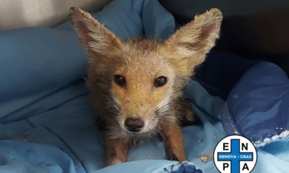 Enpa salva una cucciola di volpe