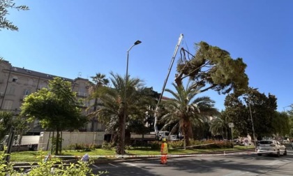 Chiavari: in corso l'abbattimento di un pino in piazza Roma