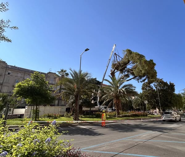 Chiavari: in corso l’abbattimento di un pino in piazza Roma