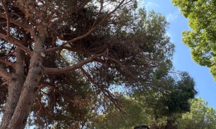 Ramo spezzato per il maltempo, chiuso il parco di via Sedini a Sestri