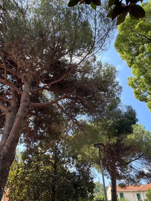 Ramo spezzato per il maltempo, chiuso il parco di via Sedini a Sestri