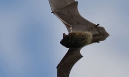 Bat night: una serata alla scoperta dei pipistrelli lungo l’Entella