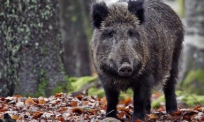 Regione Liguria garantisce la continuità del servizio di recupero e smaltimento delle carcasse di cinghiale