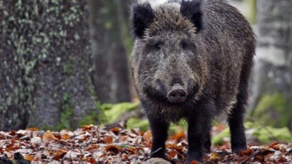 Regione Liguria garantisce la continuità del servizio di recupero e smaltimento delle carcasse di cinghiale