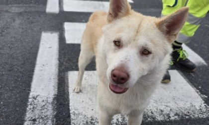 Polizia Stradale di Chiavari soccorre cane smarrito in autostrada