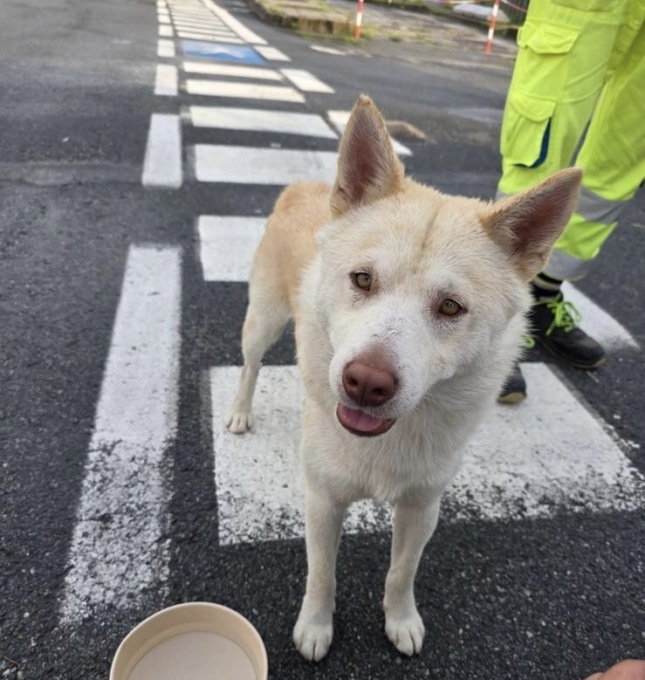 Polizia Stradale di Chiavari soccorre cane smarrito in autostrada