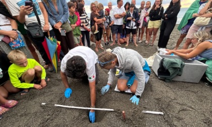 Chiuso il nido di Caretta caretta a Sestri, nate 88 tartarughe sulla spiaggia di Sant’Anna