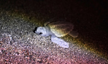 Sestri, altre quattordici Caretta caretta nate nella serata di ieri
