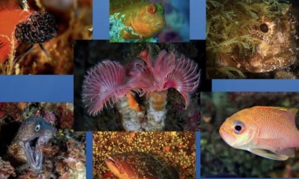 Zoagli premia i vincitori del concorso Fotosub 2025