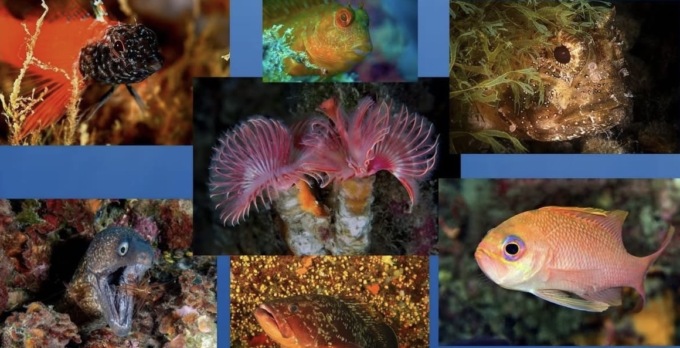 Zoagli premia i vincitori del concorso Fotosub 2025