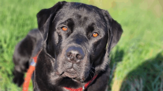 64ª Premio Internazionale Fedeltà del Cane, trionfano Jack e Zeus
