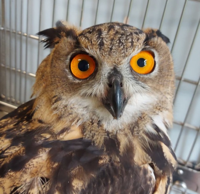 Gufo reale rinvenuto nel centro storico di Santa Margherita Ligure