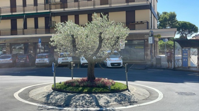 Un ulivo secolare e altre piante, esposte a Euroflora, hanno trovato dimora a Camogli