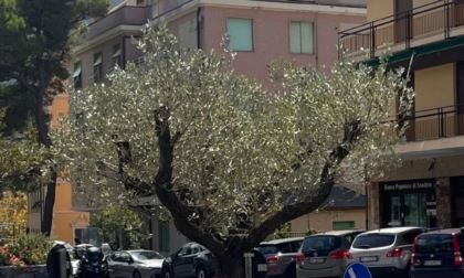 Le piante di Euroflora trovano nuova vita a Camogli