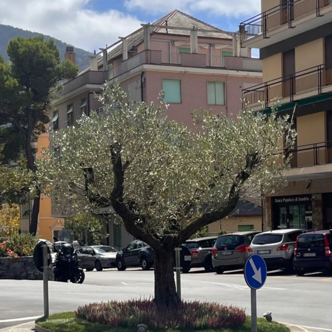 Le piante di Euroflora trovano nuova vita a Camogli