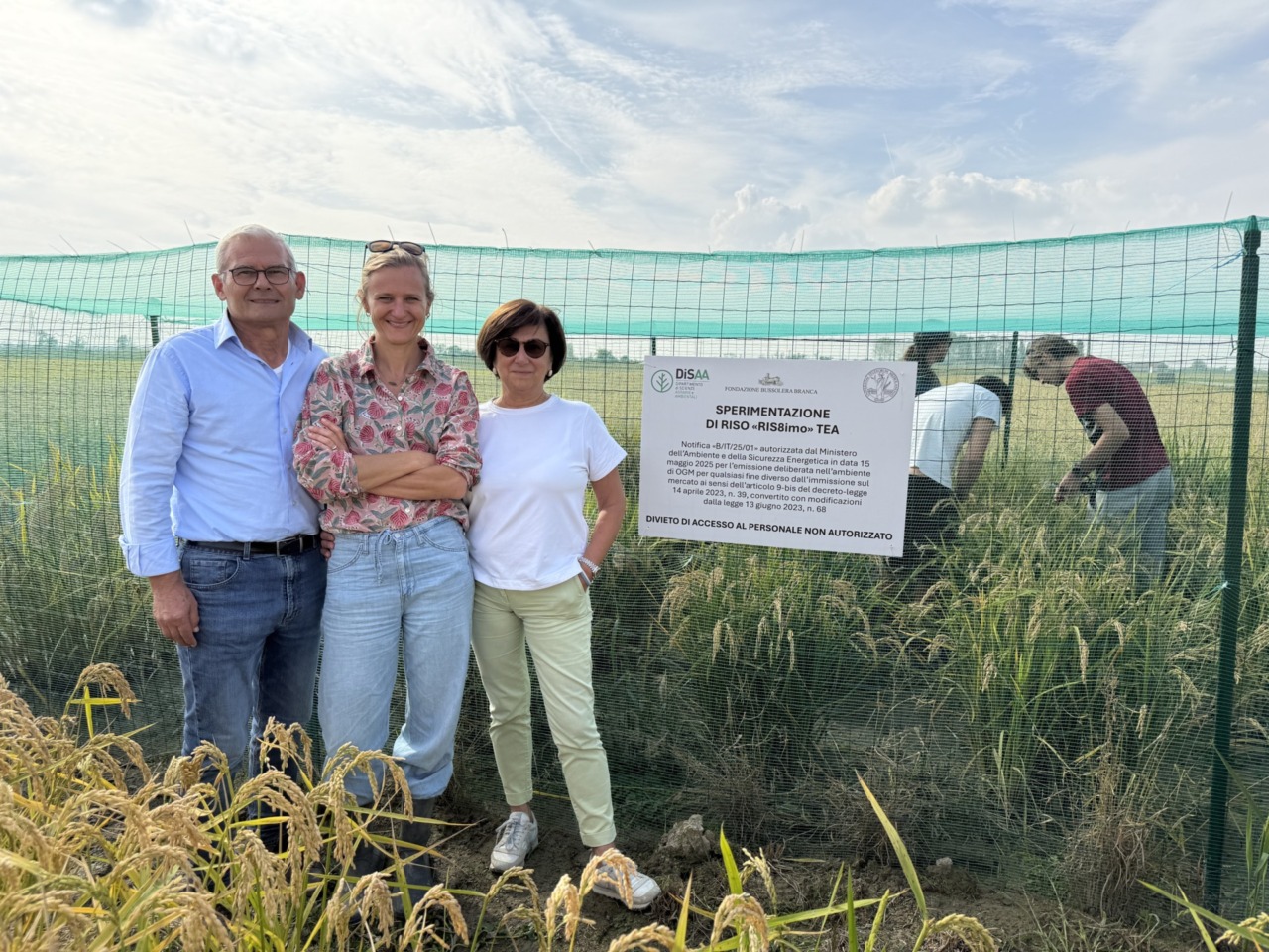 Raccolto il primo riso ottenuto con le TEA