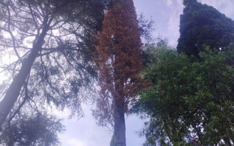 Cipresso pericolante sull’Aurelia a Recco, domani mattina previsto l’abbattimento