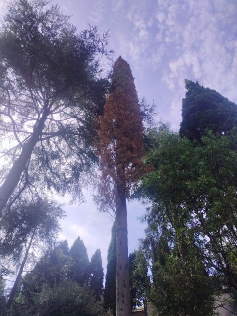 Cipresso pericolante sull’Aurelia a Recco, domani mattina previsto l’abbattimento
