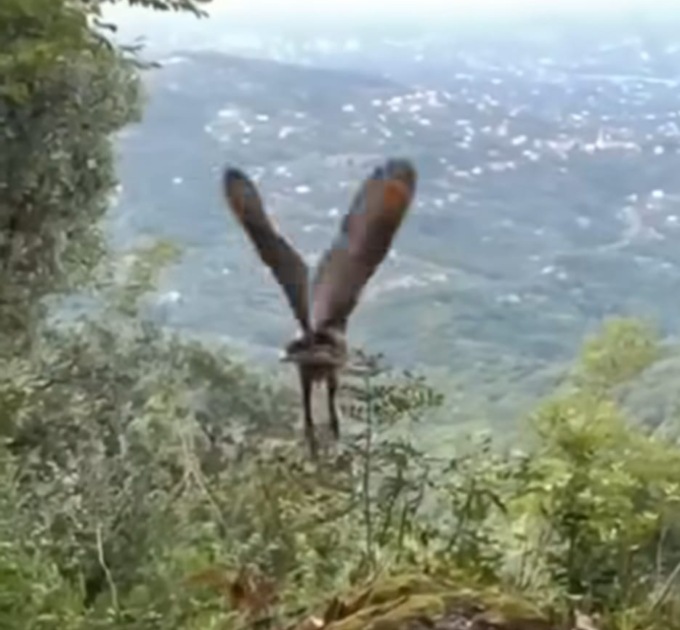 Il Gufo Reale recuperato a Santa Margherita è tornato a volare