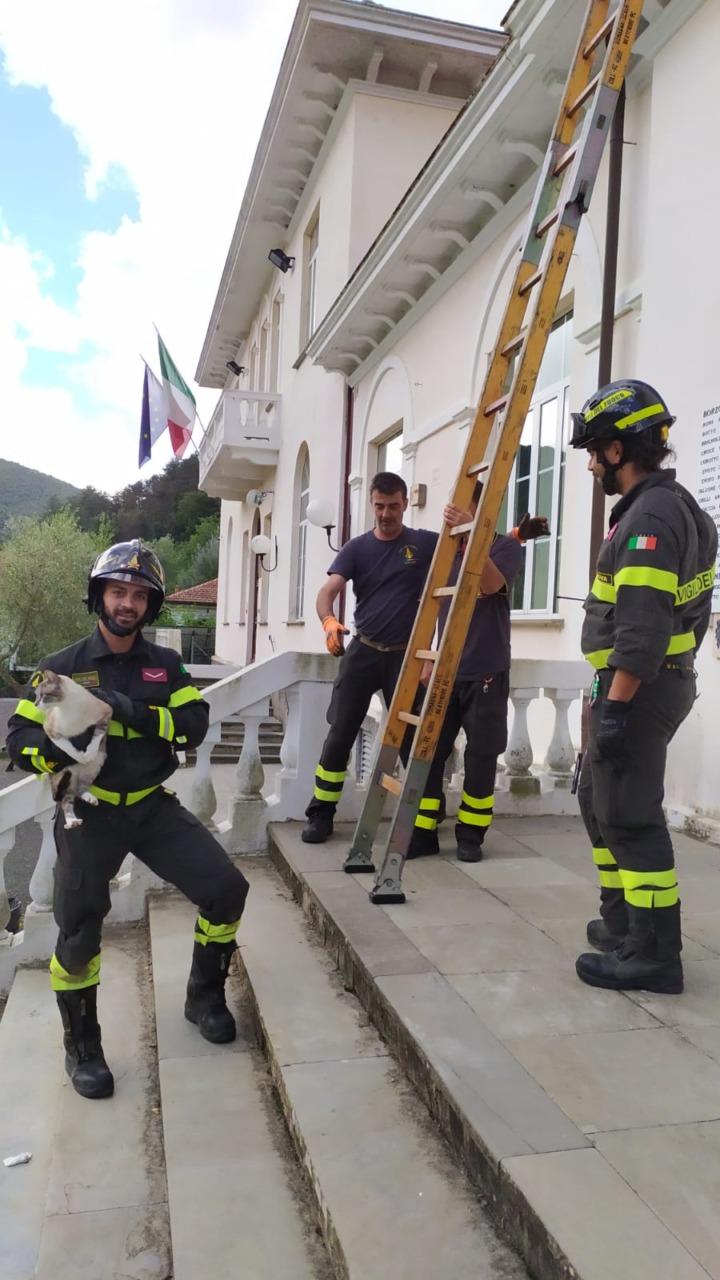 Gatto bloccato sul tetto della scuola di Borzonasca, salvato dai Vigili del Fuoco