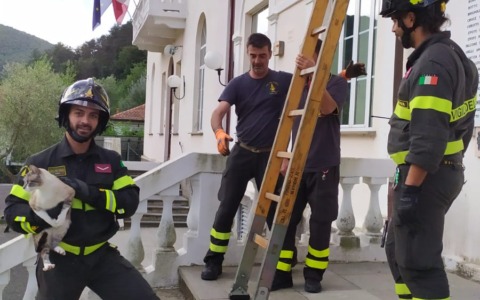 Gatto bloccato sul tetto della scuola di Borzonasca, salvato dai Vigili del Fuoco