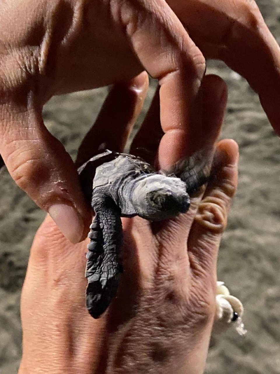 Sant’Anna, spuntano altri piccoli di tartaruga: scoperto un secondo nido