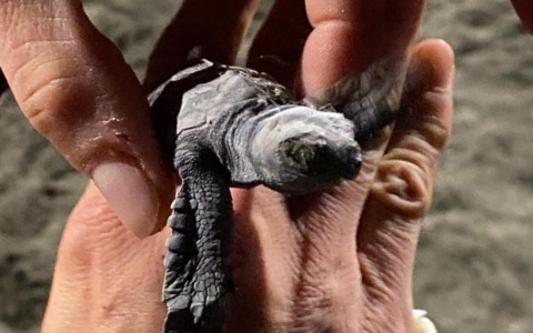 Sant’Anna, spuntano altri piccoli di tartaruga: scoperto un secondo nido
