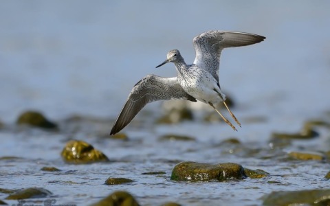 Eurobirdwatch, il 5 ottobre appuntamento con la Lipu sul fiume Entella