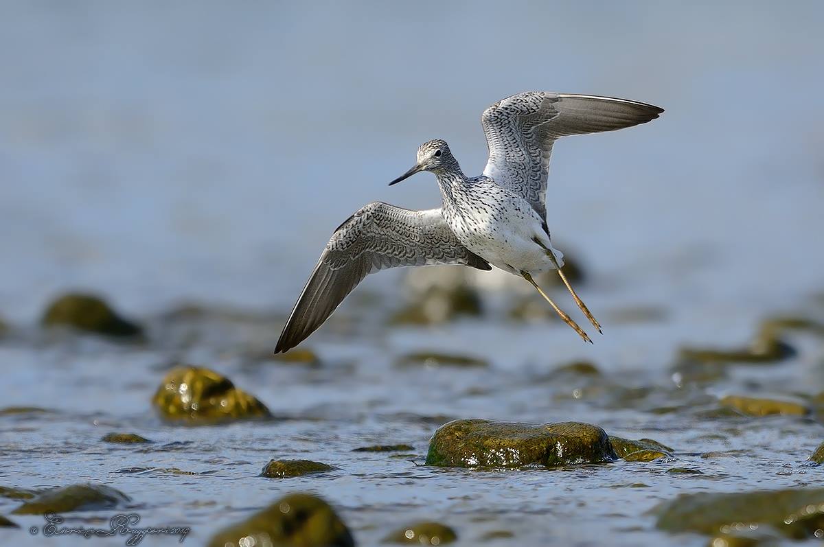 Eurobirdwatch, il 5 ottobre appuntamento con la Lipu sul fiume Entella