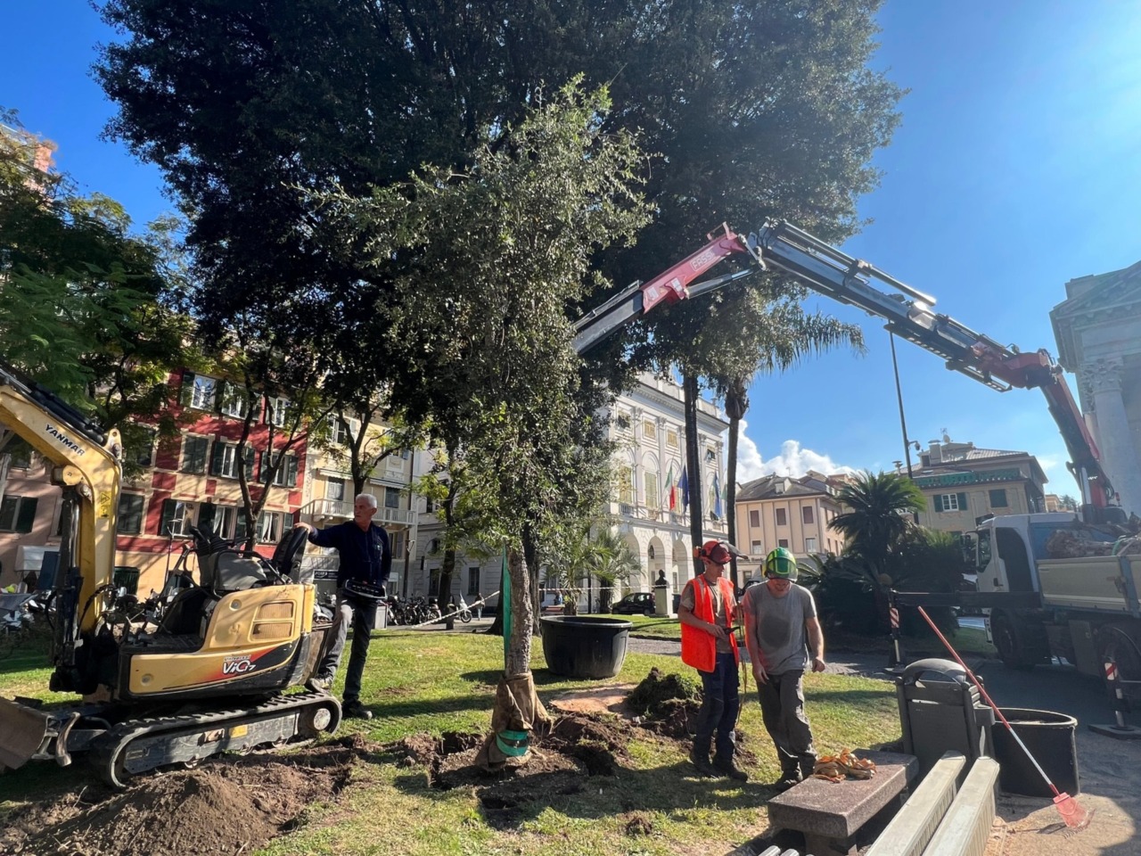 Abbattuto a Chiavari l’albero di sughero in piazza Nostra Signora dell’Orto