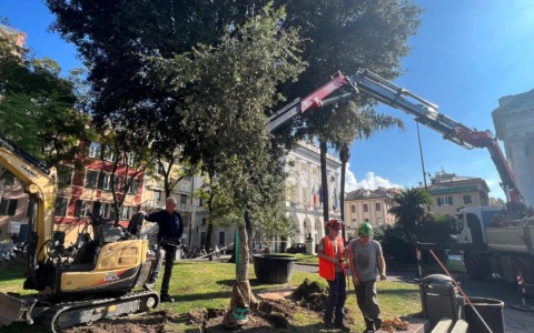 Abbattuto a Chiavari l’albero di sughero in piazza Nostra Signora dell’Orto