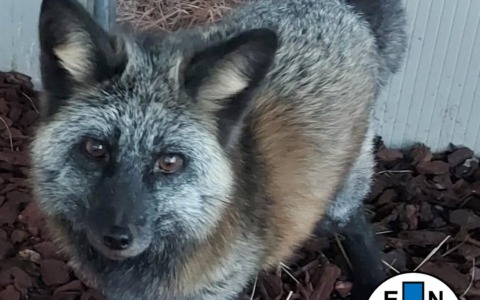 Volpe argentata salvata in Val Fontanabuona: ora vive al sicuro in una struttura specializzata