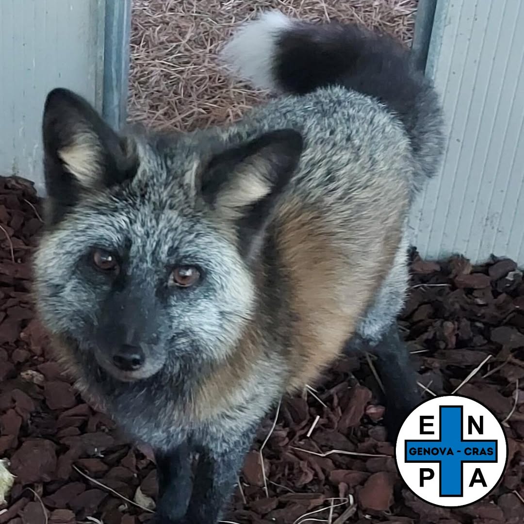 Volpe argentata salvata in Val Fontanabuona: ora vive al sicuro in una struttura specializzata