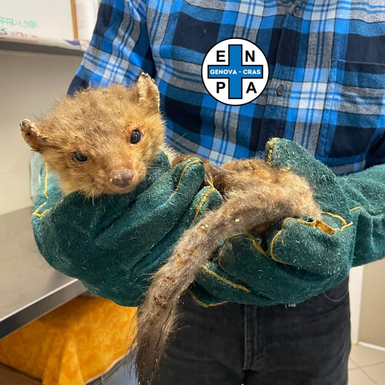 Faina denutrita salvata a Rezzoaglio