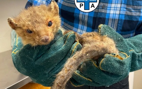 Faina denutrita salvata a Rezzoaglio