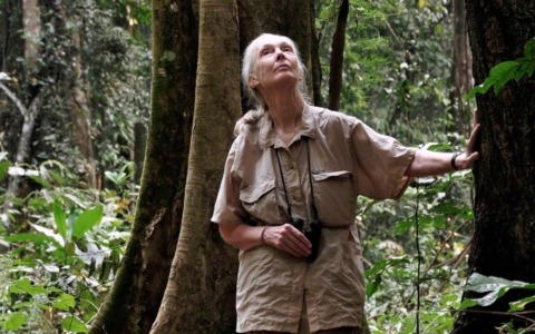 A Chiavari una conferenza dedicata a Jane Goodall e alla forza dello spirito femminile