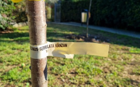 Viva Santa: «Presenza di alberi potenzialmente tossici per i cani in area a loro dedicata? Chiediamo spiegazioni»