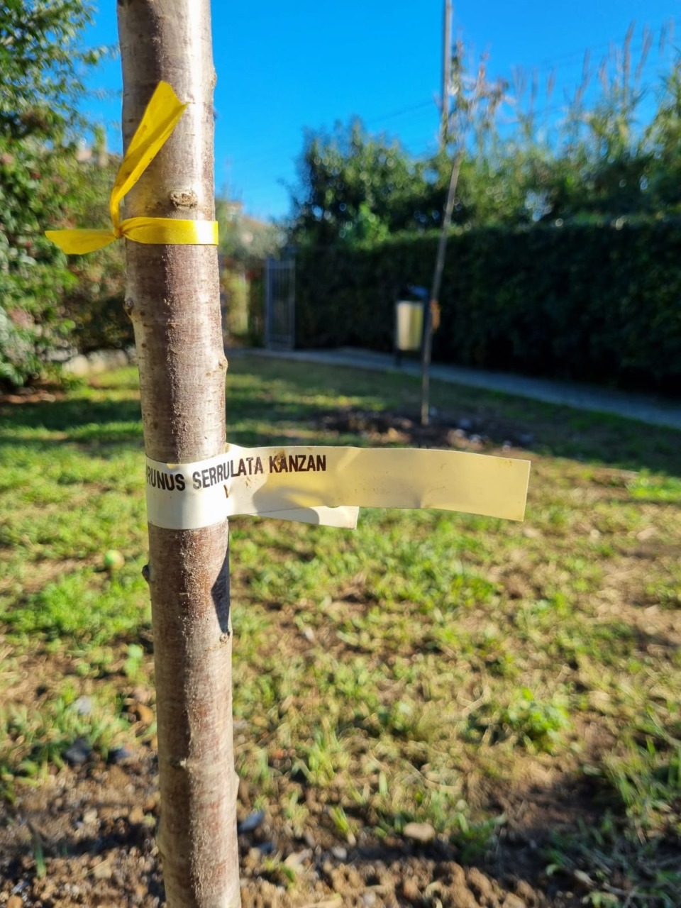 Viva Santa: «Presenza di alberi potenzialmente tossici per i cani in area a loro dedicata? Chiediamo spiegazioni»