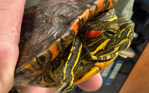 La tartaruga trovata dalla Polizia locale sul lungomare di Sestri Levante si trova ora a Savona