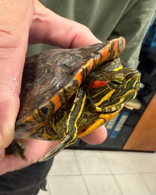 La tartaruga trovata dalla Polizia locale sul lungomare di Sestri Levante si trova ora a Savona