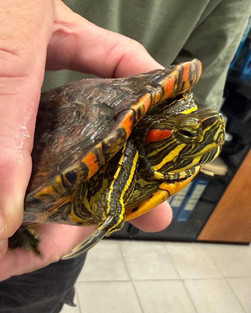 La tartaruga trovata dalla Polizia locale sul lungomare di Sestri Levante si trova ora a Savona