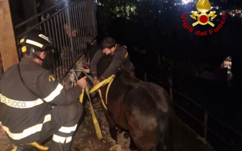 Rapallo, cavallo cade su una fascia: l’intervento dei pompieri