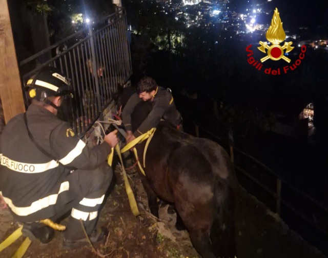 Rapallo, cavallo cade su una fascia: l’intervento dei pompieri