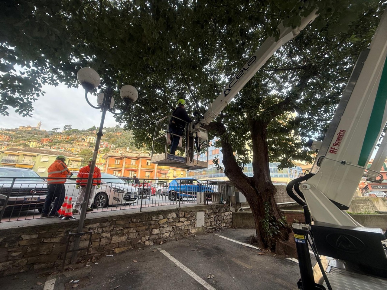 A Recco abbattuta una canfora a rischio crollo
