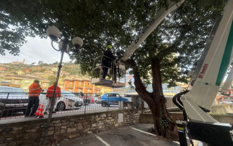 A Recco abbattuta una canfora a rischio crollo