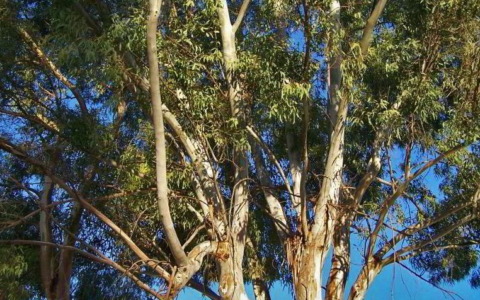 Sestri Levante adotta il Piano di Gestione del Rischio Arboreo, interventi per 50 mila euro