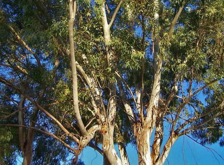 Sestri Levante adotta il Piano di Gestione del Rischio Arboreo, interventi per 50 mila euro