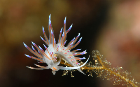 Rassegna “Uomini e Navi”: il fotografo Migone racconta il mare tra colori e segreti